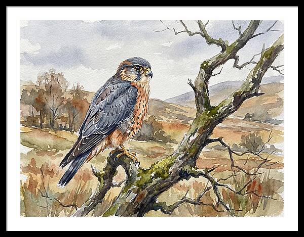 Merlin Perched On A Branch