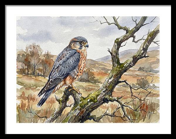 Merlin Perched On A Branch