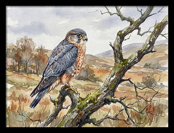 Merlin Perched On A Branch