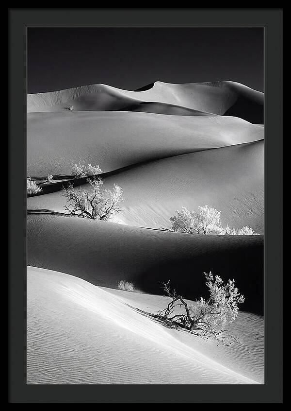 Mesquite Flat Sand Dunes Serenity