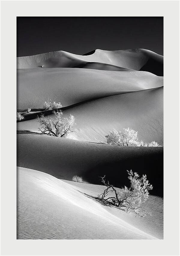 Mesquite Flat Sand Dunes Serenity