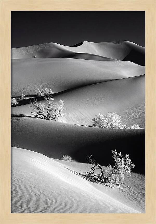 Mesquite Flat Sand Dunes Serenity
