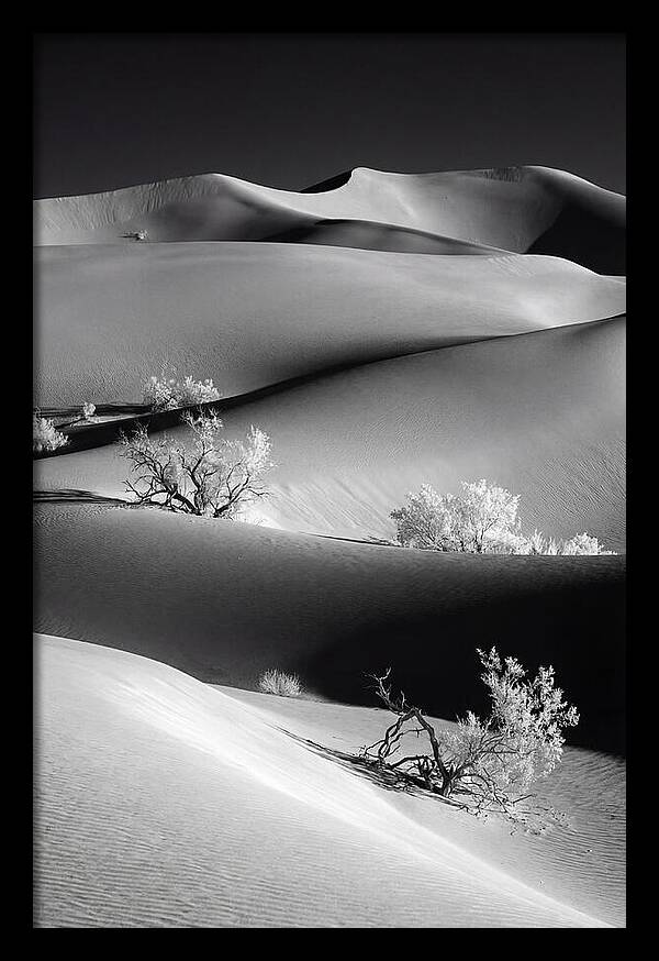 Mesquite Flat Sand Dunes Serenity