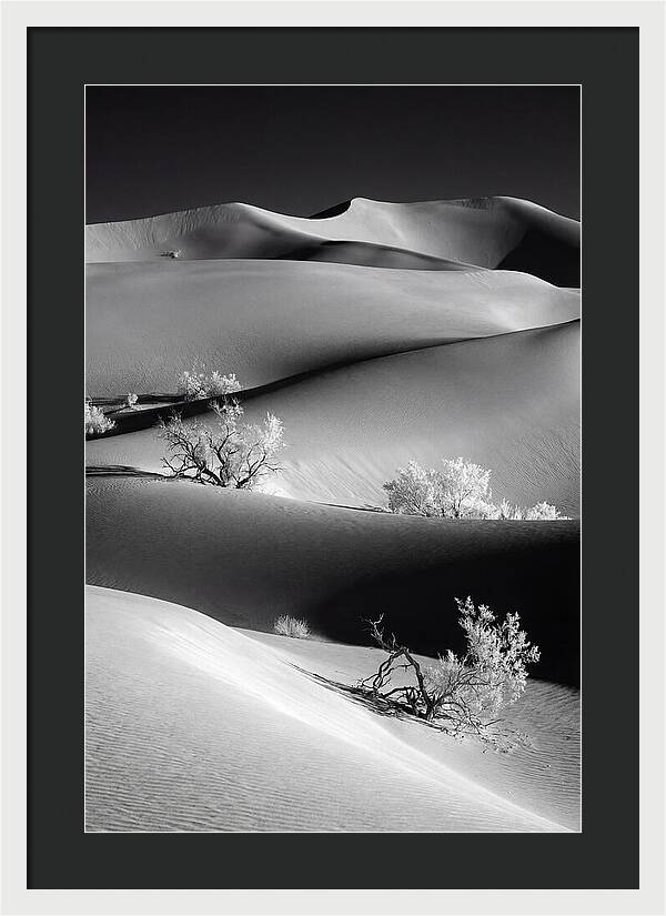 Mesquite Flat Sand Dunes Serenity
