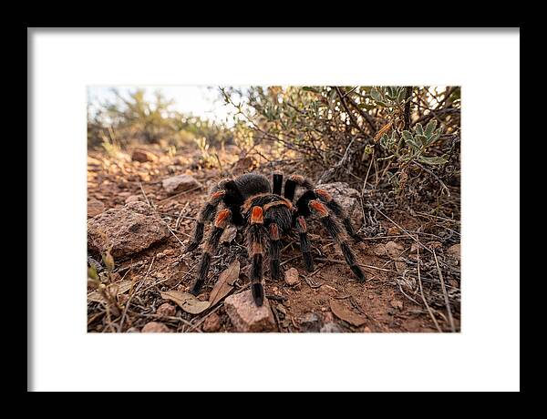 Mexican Red Knee Tarantula