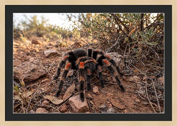 Mexican Red Knee Tarantula