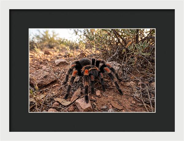 Mexican Red Knee Tarantula