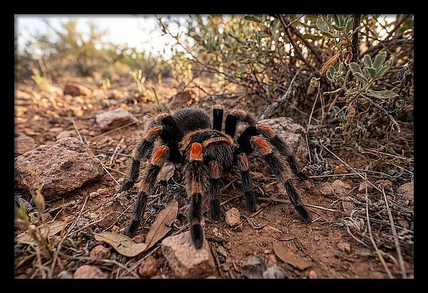 Mexican Red Knee Tarantula