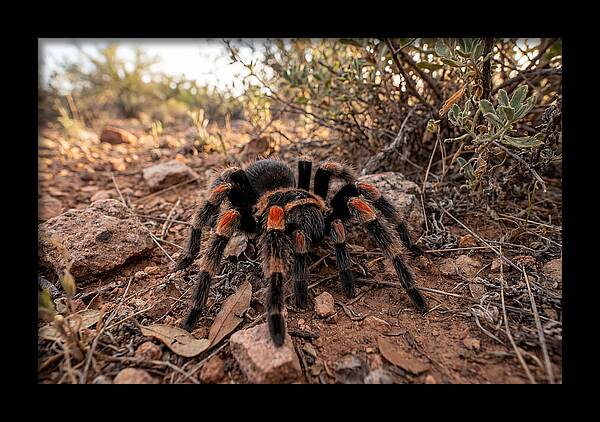 Mexican Red Knee Tarantula