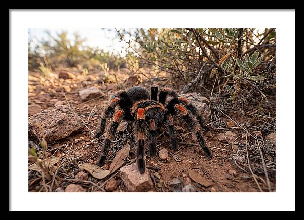 Mexican Red Knee Tarantula