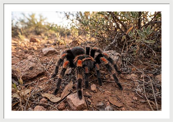 Mexican Red Knee Tarantula