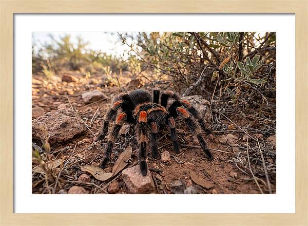 Mexican Red Knee Tarantula
