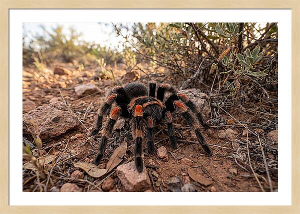 Mexican Red Knee Tarantula