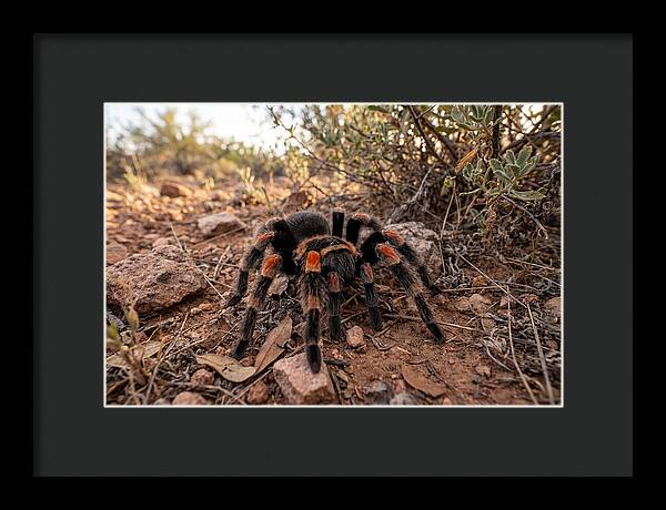Mexican Red Knee Tarantula