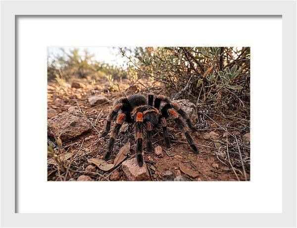 Mexican Red Knee Tarantula