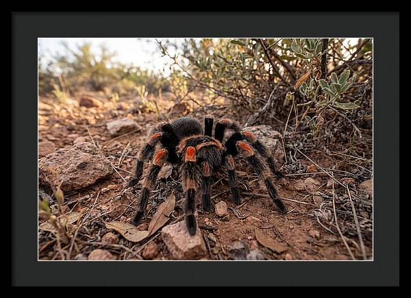 Mexican Red Knee Tarantula