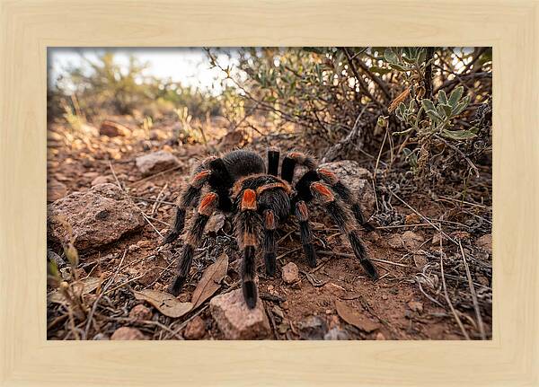 Mexican Red Knee Tarantula