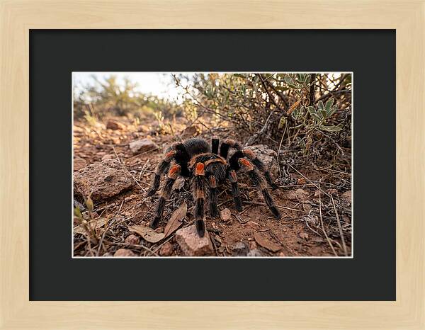 Mexican Red Knee Tarantula