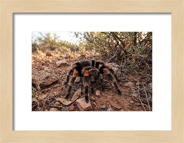Mexican Red Knee Tarantula