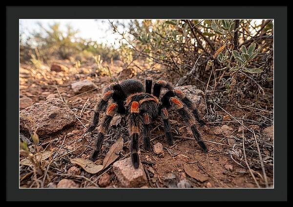 Mexican Red Knee Tarantula