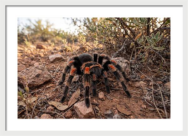 Mexican Red Knee Tarantula