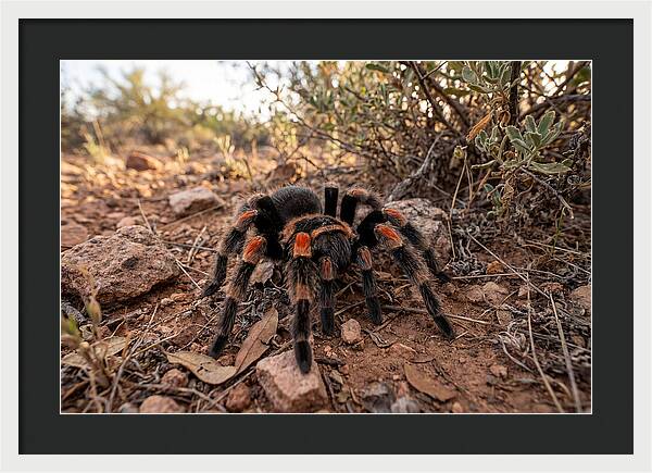 Mexican Red Knee Tarantula