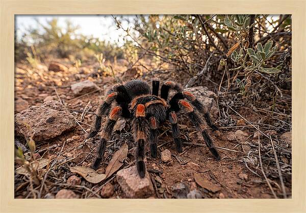 Mexican Red Knee Tarantula