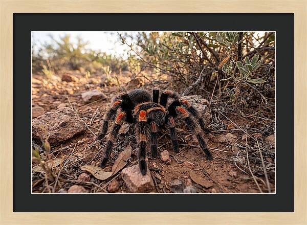 Mexican Red Knee Tarantula