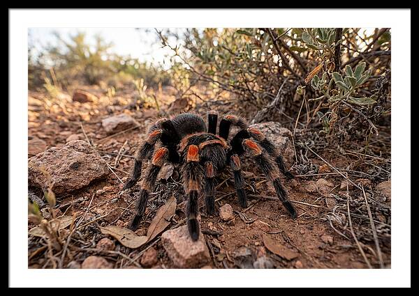Mexican Red Knee Tarantula