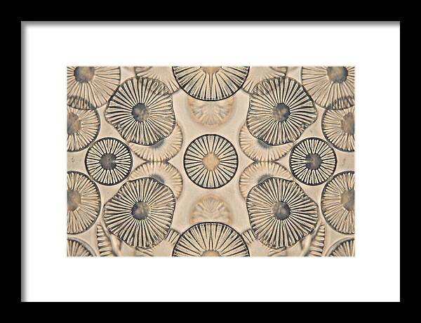Microscopic Diatom Patterns