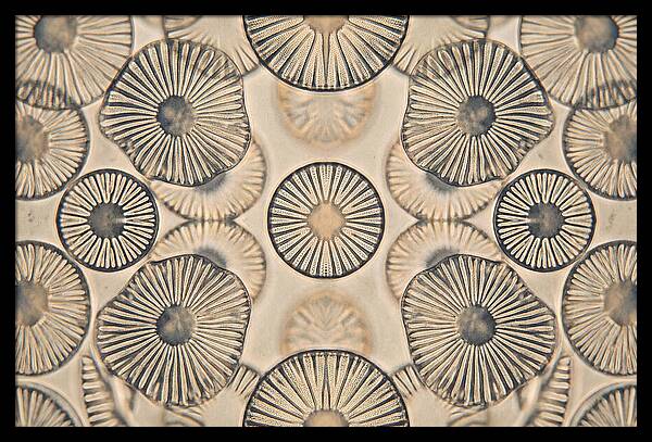 Microscopic Diatom Patterns