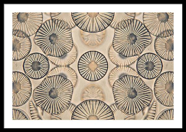Microscopic Diatom Patterns