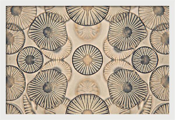 Microscopic Diatom Patterns