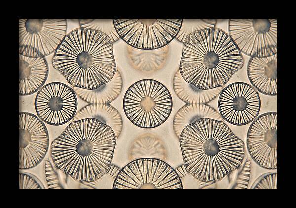 Microscopic Diatom Patterns