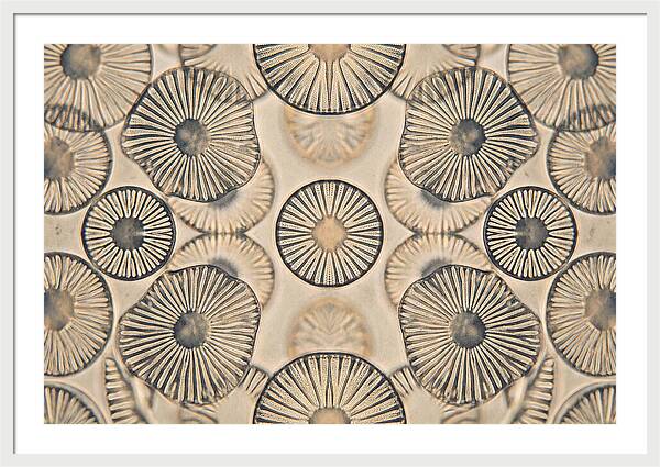 Microscopic Diatom Patterns