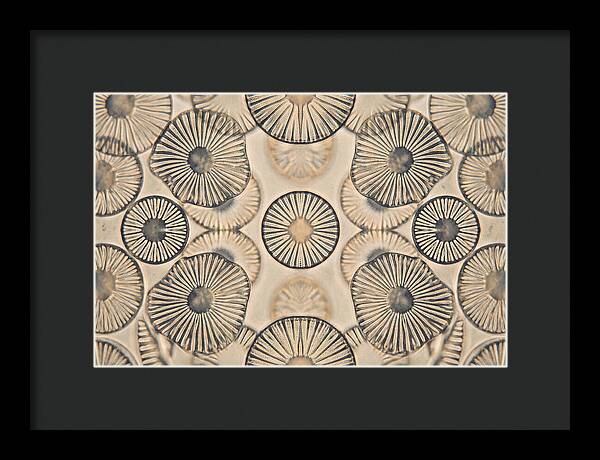 Microscopic Diatom Patterns