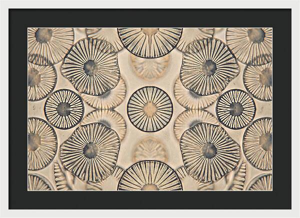 Microscopic Diatom Patterns