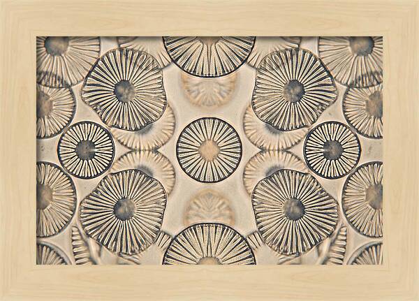 Microscopic Diatom Patterns