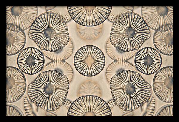 Microscopic Diatom Patterns