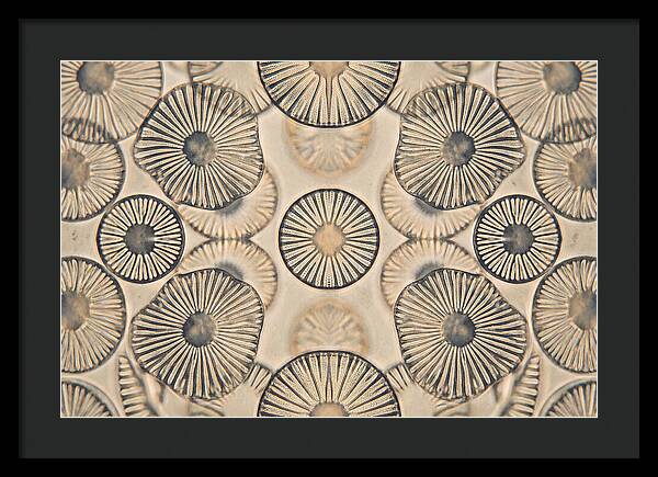 Microscopic Diatom Patterns
