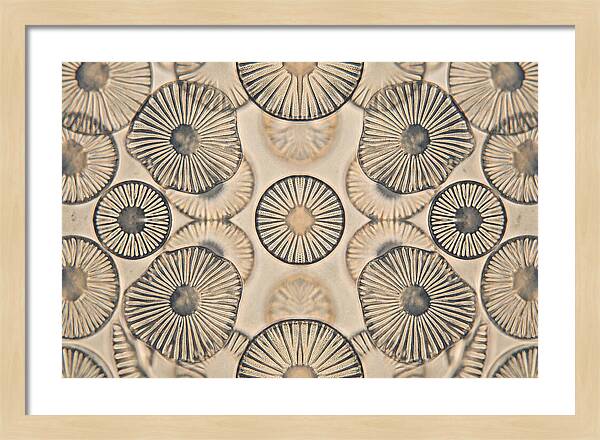 Microscopic Diatom Patterns