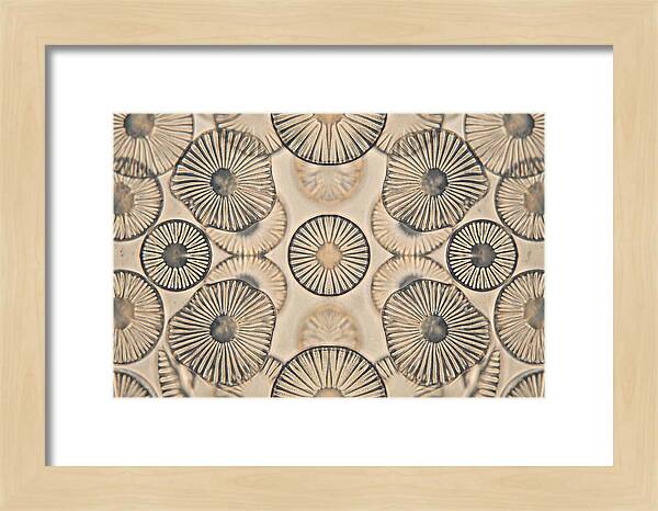 Microscopic Diatom Patterns