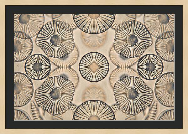 Microscopic Diatom Patterns