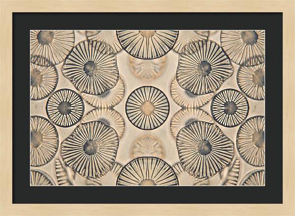 Microscopic Diatom Patterns