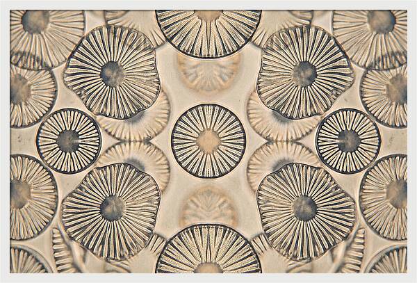 Microscopic Diatom Patterns