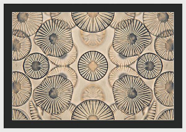 Microscopic Diatom Patterns