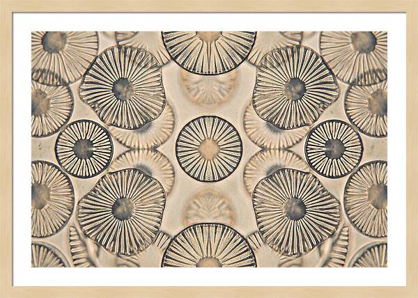 Microscopic Diatom Patterns