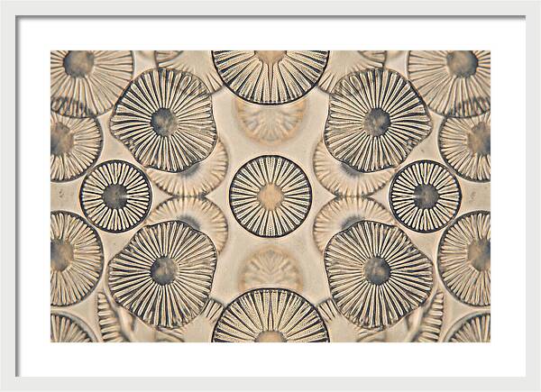 Microscopic Diatom Patterns