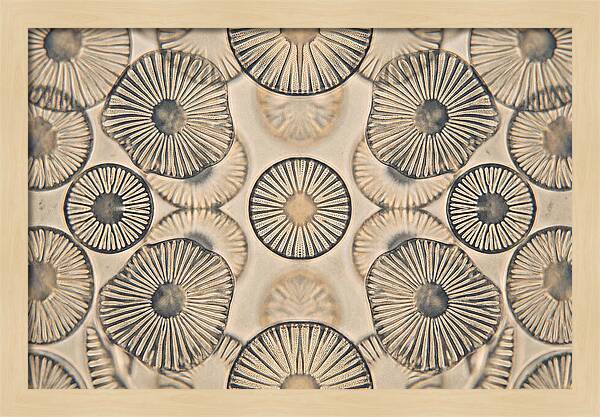 Microscopic Diatom Patterns