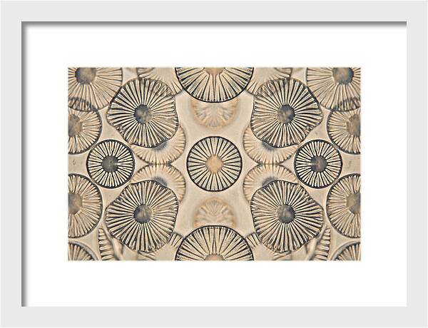 Microscopic Diatom Patterns